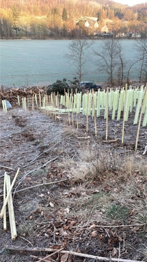 Wuchshüllen in der Natur