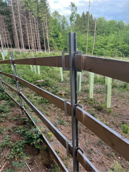Holzzaun mit Metallpfosten in einem bewaldeten Gebiet, im Hintergrund junge Bäume mit Schutzvorrichtungen.
