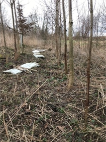 Wuchshülle im Wald