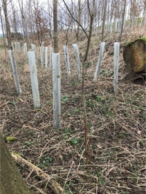 Wuchshülle draußen