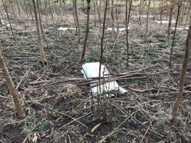 Wuchshülle abgebaut