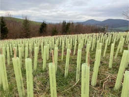 Wuchshüllen in der Natur