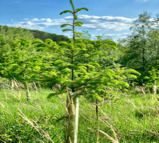 Baum aus Wuchshülle