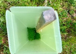 Wuchshülle nah im Wald